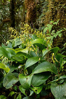 Pleurothallis phalangifera (Orchidaceae) ACP Hierba Buena Allpayacu, Amazonas, Peru. Jul 10, 2022 Geotagged,Peru,Pleurothallis phalangifera,Winter