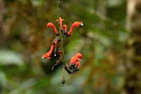 Centropogon granulosus (Campanulaceae) ACP Hierba Buena Allpayacu, Amazonas, Peru. Jul 10, 2022 Centropogon granulosus,Geotagged,Peru,Winter