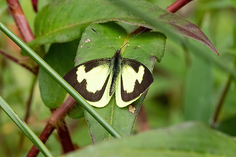 Silky Wanderer (Leptophobia eleone) ACP Hierba Buena Allpayacu, Amazonas, Peru. Jul 10, 2022 Geotagged,Leptophobia eleone,Peru,Winter