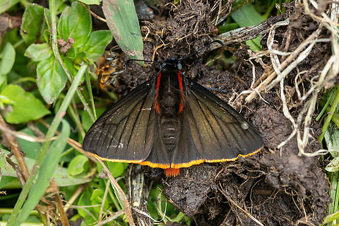 Pyrrhopyge hadassa (Hesperiidae) ACP Hierba Buena Allpayacu, Amazonas, Peru. Jul 10, 2022 Geotagged,Peru,Pyrrhopyge hadassa,Winter