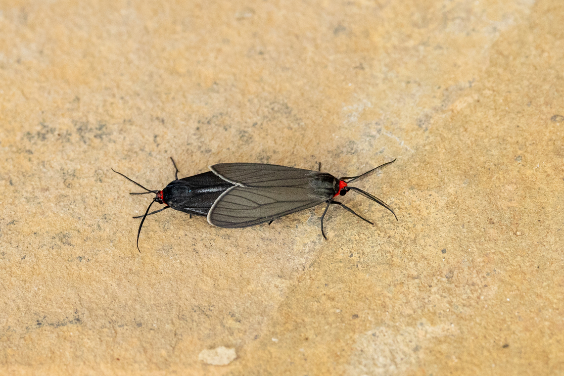 Ctenucha rubriceps (Erebidae) Amazilia Bioreserva, Amazonas, Peru. Jul 16, 2022 Ctenucha rubriceps,Geotagged,National Moth Week 2022,Peru,Winter,moth week 2022