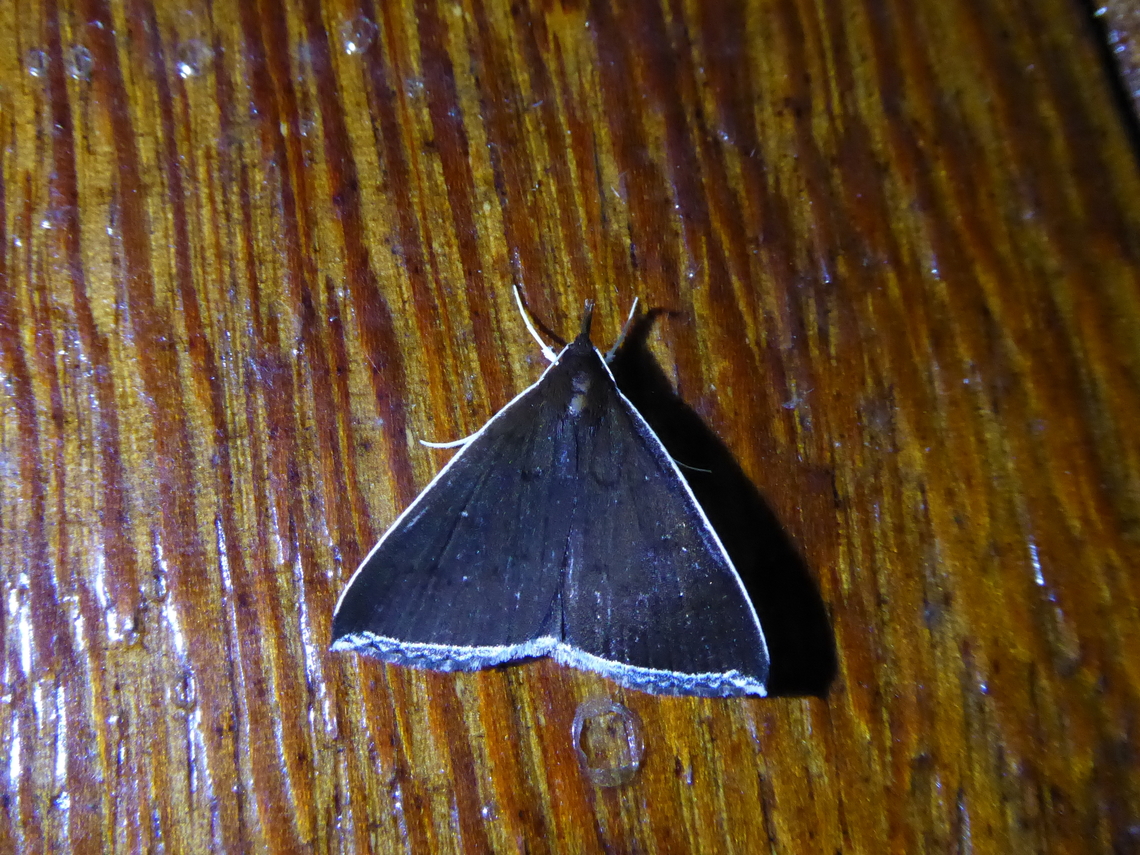 Mastixis albilimbata (Noctuidae) PNYC - San Alberto, Pasco, Peru. Mar 16, 2020 Geotagged,Mastixis albilimbata,National Moth Week 2022,Peru,Summer,moth week 2022