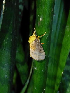 Narosoideus flavidorsalis (Limacodidae) Nanzhuang, Taiwan. Apr 25, 2019 Geotagged,Narosoideus flavidorsalis,National Moth Week 2022,Spring,Taiwan,moth week 2022
