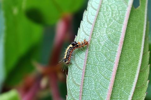 Euproctis taiwana (Lymantriinae) Wulai, Taiwan. Mar 26, 2019 Euproctis taiwana,Geotagged,National Moth Week 2022,Spring,Taiwan,moth week 2022