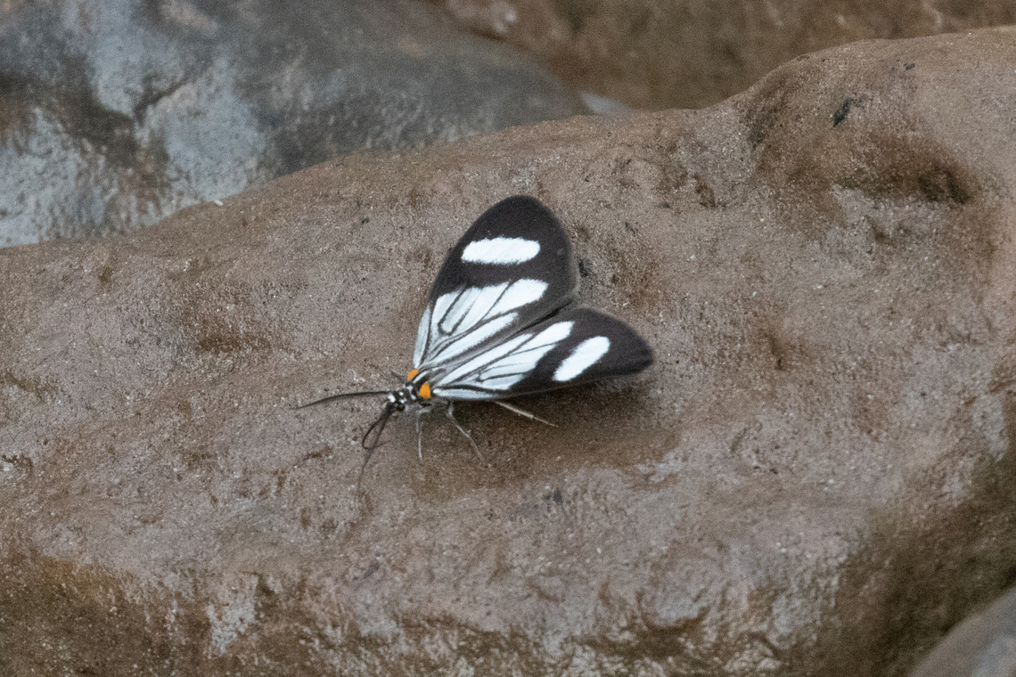 Euchontha frigida (Notodontidae) PNYC - Pampa Pescado, Pasco, Peru. Oct 25, 2022 Euchontha frigida,Geotagged,National Moth Week 2022,Peru,Spring,moth week 2022