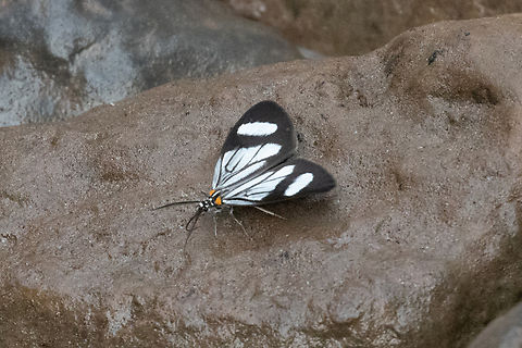 Euchontha frigida (Notodontidae) PNYC - Pampa Pescado, Pasco, Peru. Oct 25, 2022 Euchontha frigida,Geotagged,National Moth Week 2022,Peru,Spring,moth week 2022