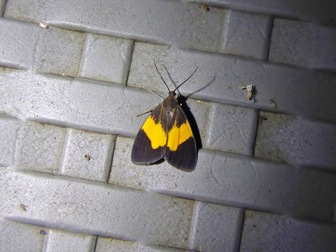 Stenoplastis flavinigra (Notodontidae) El Descanso, Valle del Cauca, Colombia. Mar 23, 2018 Colombia,Geotagged,National Moth Week 2022,Spring,Stenoplastis flavinigra,moth week 2022