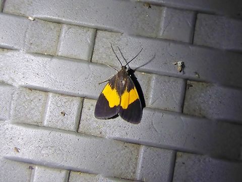 Stenoplastis flavinigra (Notodontidae) El Descanso, Valle del Cauca, Colombia. Mar 23, 2018 Colombia,Geotagged,National Moth Week 2022,Spring,Stenoplastis flavinigra,moth week 2022