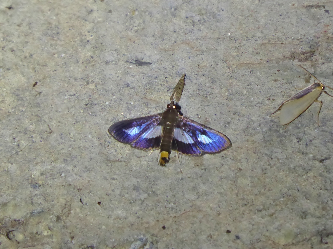 Diaphania praxialis (Crambidae) El Descanso, Valle del Cauca, Colombia. Mar 23, 2018 Colombia,Diaphania praxialis,Geotagged,National Moth Week 2022,Spring,moth week 2022