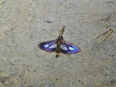 Diaphania praxialis (Crambidae) El Descanso, Valle del Cauca, Colombia. Mar 23, 2018 Colombia,Diaphania praxialis,Geotagged,National Moth Week 2022,Spring,moth week 2022