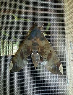 Fig sphinx (Pachylia ficus) La Selva Field Station, Costa Rica. Jun 21, 2011 Costa Rica,Fig sphinx,Geotagged,National Moth Week 2022,Pachylia ficus,moth week 2022