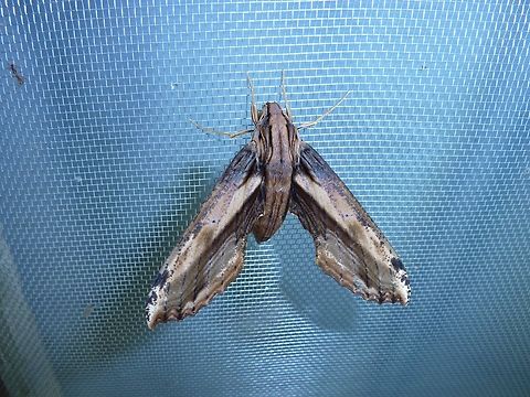 Xylophanes guianensis (Sphingidae) La Suerte Field Station, Costa Rica. Aug 8, 2009 Costa Rica,Geotagged,National Moth Week 2022,Xylophanes guianensis,moth week 2022
