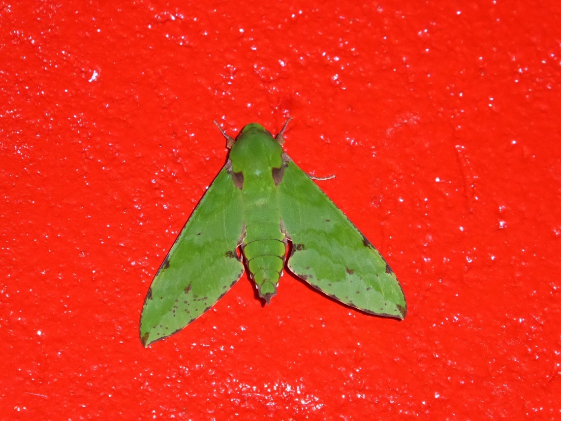 Verdant Hawkmoth (Euchloron megaera) Lemba, S&atilde;o Tom&eacute;. Dec 29, 2017 Euchloron megaera,Geotagged,National Moth Week 2022,São Tomé and Príncipe,Verdant Hawkmoth,moth week 2022