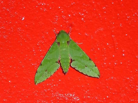 Verdant Hawkmoth (Euchloron megaera) Lemba, S&atilde;o Tom&eacute;. Dec 29, 2017 Euchloron megaera,Geotagged,National Moth Week 2022,S&atilde;o Tom&eacute; and Pr&iacute;ncipe,Verdant Hawkmoth,moth week 2022