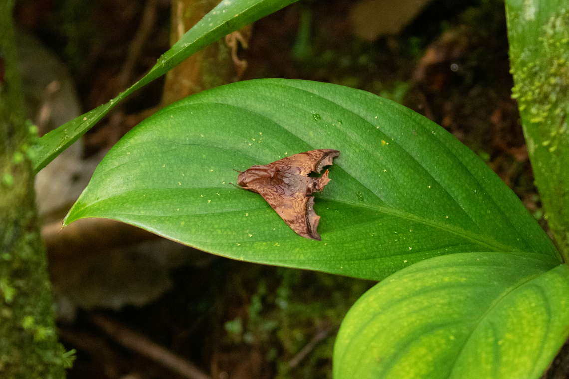 Nyceryx riscus (Sphingidae) PNYC - Paujil, Pasco, Peru. Feb 19, 2020 Geotagged,National Moth Week 2022,Nyceryx riscus,Peru,Summer,moth week 2022