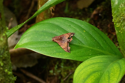 Nyceryx riscus (Sphingidae) PNYC - Paujil, Pasco, Peru. Feb 19, 2020 Geotagged,National Moth Week 2022,Nyceryx riscus,Peru,Summer,moth week 2022