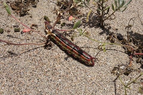 Hyles annei (Sphingidae) Lomas de San Fernando, Peru. Nov 30, 2015 Geotagged,Hyles annei,National Moth Week 2022,Peru,moth week 2022