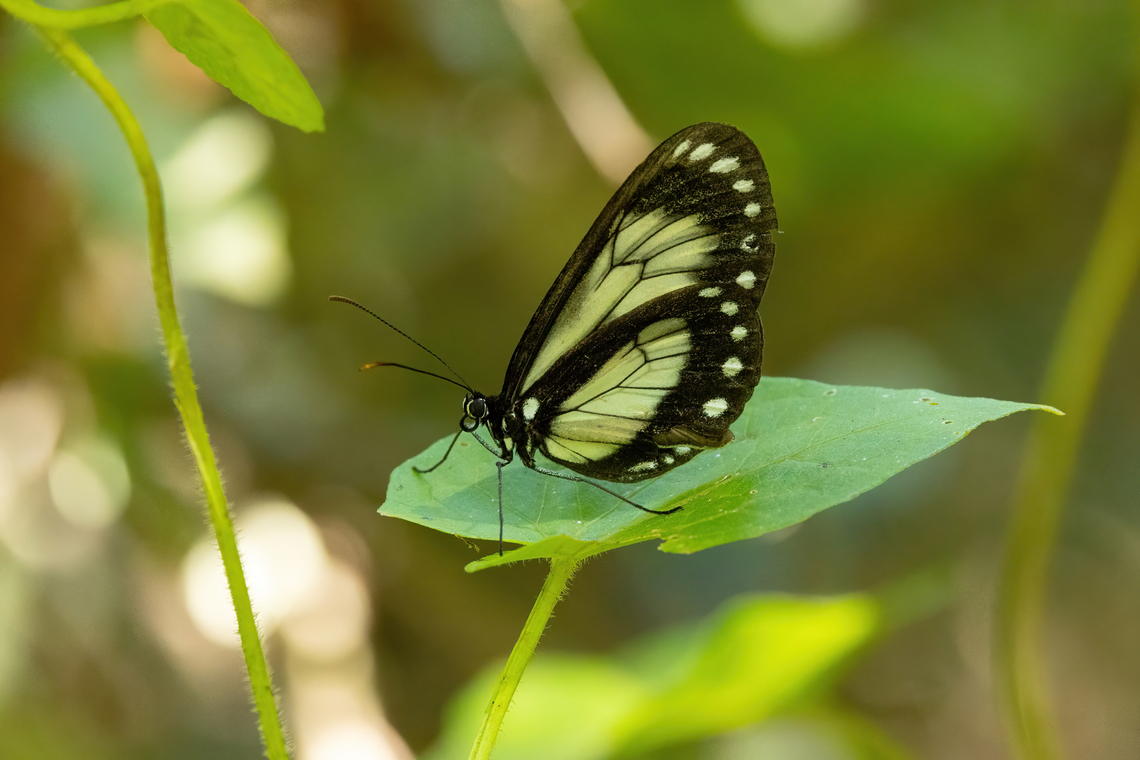 Hyalyris latilimbata (Nymphalidae) Nogalcucho, Amazonas, Peru. Jun 28, 2022 Geotagged,Hyalyris latilimbata,Peru,Winter