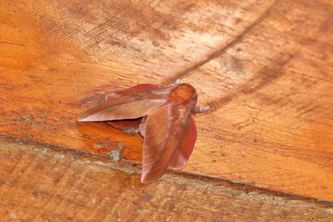 Othorene purpurascens (Saturniidae) El Dorado Lodge, Colombia. Jan 6, 2019 Colombia,Geotagged,Moth Week 2022,National Moth Week 2022,Othorene purpurascens,Winter