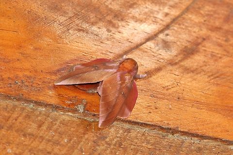 Othorene purpurascens (Saturniidae) El Dorado Lodge, Colombia. Jan 6, 2019 Colombia,Geotagged,Moth Week 2022,National Moth Week 2022,Othorene purpurascens,Winter