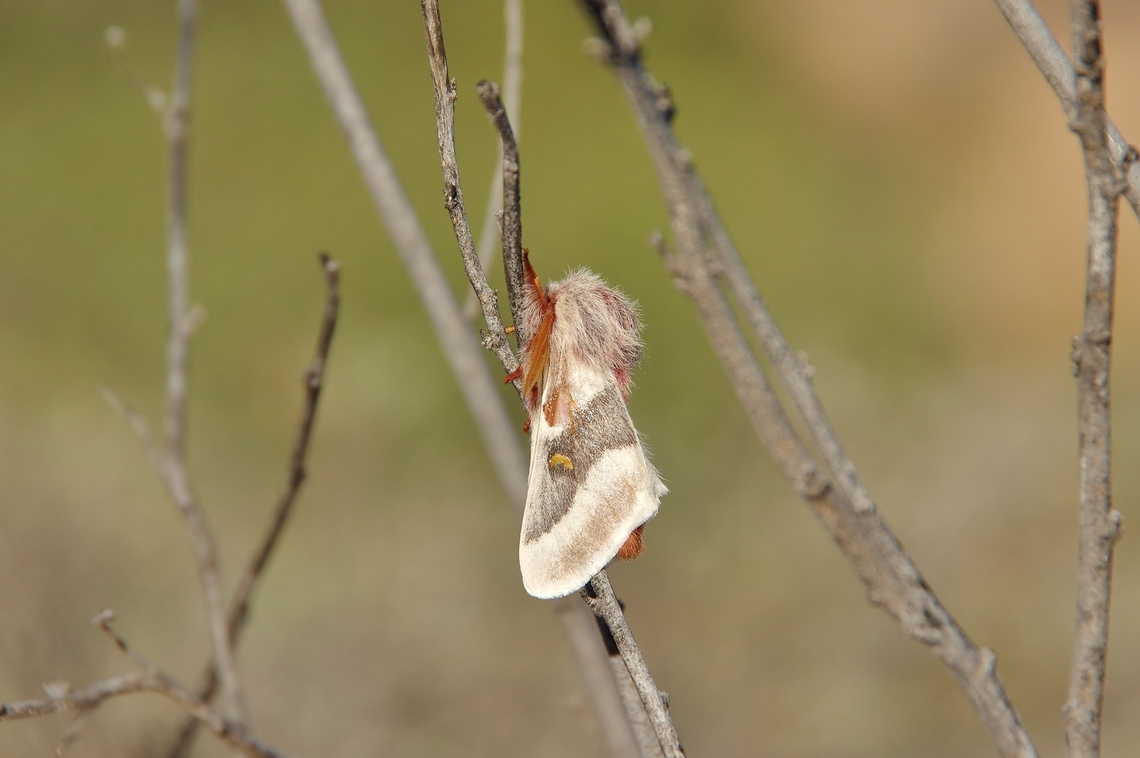 Hemileuca peninsularis (Saturniidae) Punta Prieta, Baja California, Mexico. Mar 4, 2015 Geotagged,Hemileuca peninsularis,Mexico,Moth Week 2022,National Moth Week 2022