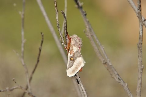 Hemileuca peninsularis (Saturniidae) Punta Prieta, Baja California, Mexico. Mar 4, 2015 Geotagged,Hemileuca peninsularis,Mexico,Moth Week 2022,National Moth Week 2022