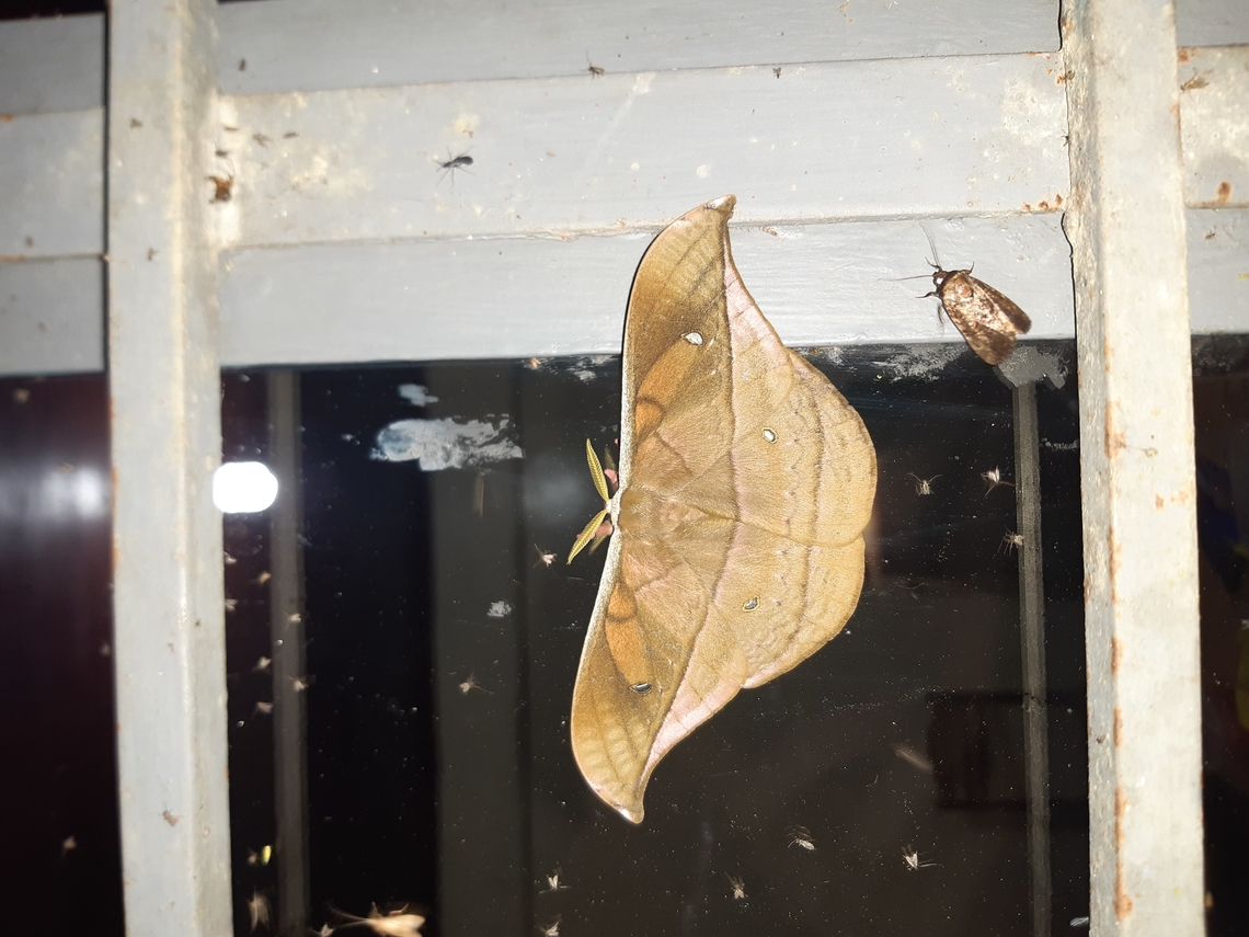 Copaxa decrescens (Saturniidae) PNYC - Huampal, Pasco, Peru. Jul 22, 2020 Copaxa decrescens,Geotagged,Moth Week 2022,National Moth Week 2022,Peru,Winter