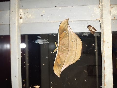 Copaxa decrescens (Saturniidae) PNYC - Huampal, Pasco, Peru. Jul 22, 2020 Copaxa decrescens,Geotagged,Moth Week 2022,National Moth Week 2022,Peru,Winter