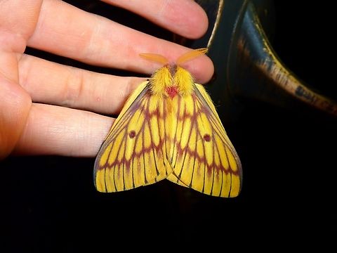 Xanthodirphia amarilla (Saturniidae) Los Quetzales NP, Costa Rica. July 18, 2009 Costa Rica,Geotagged,Moth Week 2022,National Moth Week 2022,Xanthodirphia amarilla