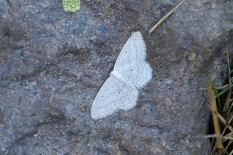 Scopula incanata (Geometridae) Vall d'Incles, Andorra. Jul 30, 2021 Andorra,Geotagged,National Moth Week 2022,Scopula incanata,Summer,moth week 2022