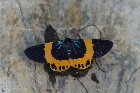 Milionia zonea (Geometridae) Pantang Eco-camp, Bhutan. May 4, 2015 Bhutan,Geotagged,Milionia zonea,National Moth Week 2022,moth week 2022