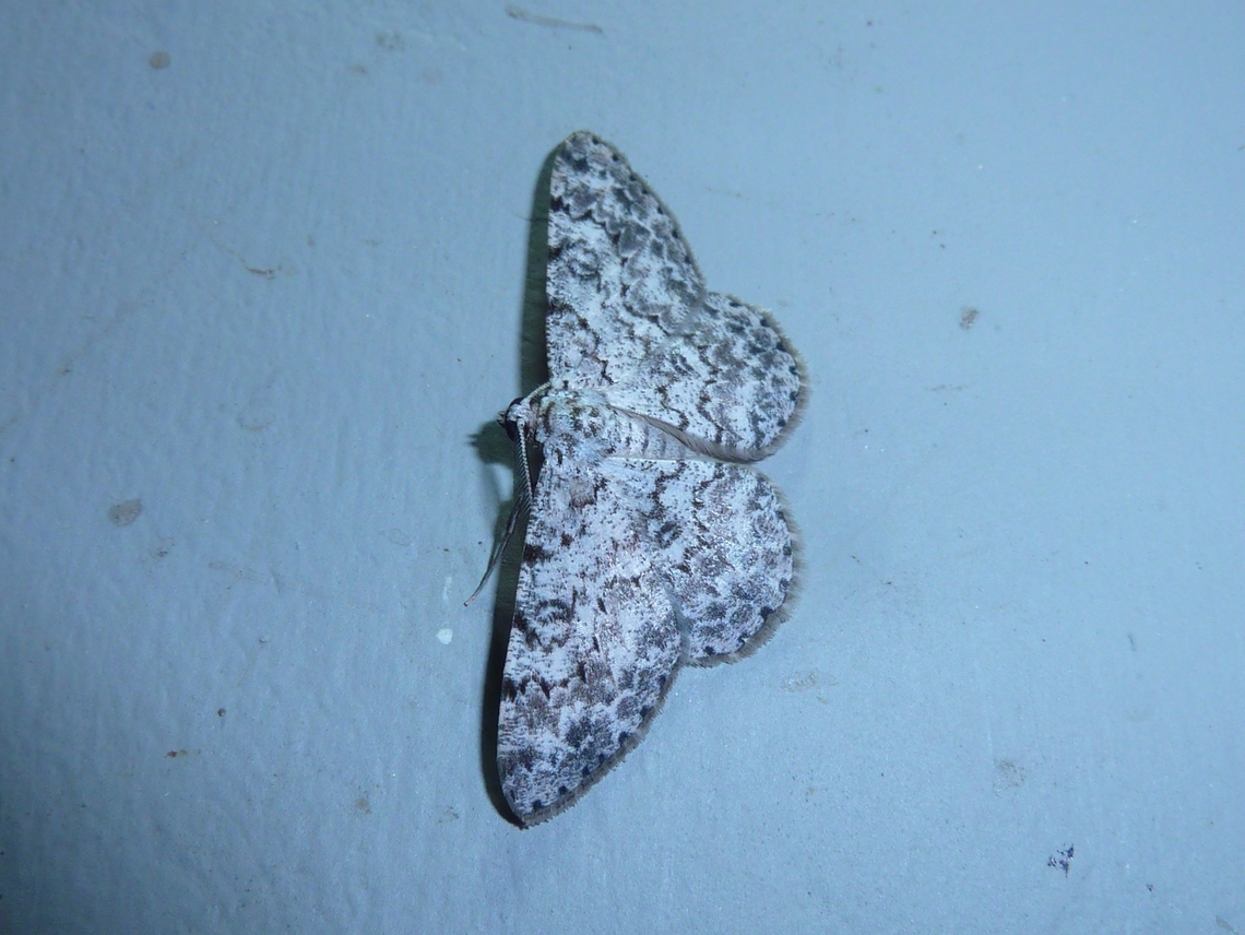 Glena_subannulata La Suerte Field Station, Costa Rica. Aug 5, 2009 Costa Rica,Geotagged,Glena subannulata,National Moth Week 2022,moth week 2022