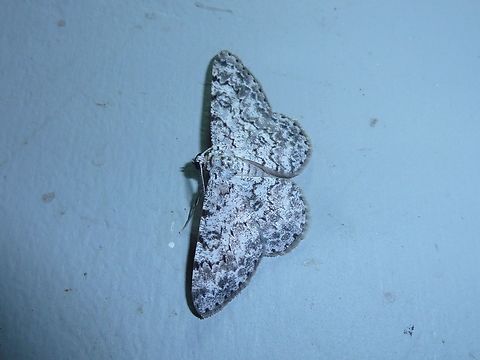 Glena_subannulata La Suerte Field Station, Costa Rica. Aug 5, 2009 Costa Rica,Geotagged,Glena subannulata,National Moth Week 2022,moth week 2022