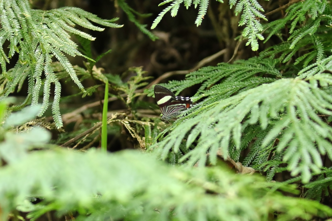 Erateina siliquata (Geometridae) Reserva La Romera, Antioquia, Colombia. Jan 5, 2019 Colombia,Erateina siliquata,Geotagged,National Moth Week 2022,Winter,moth week 2022