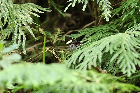 Erateina siliquata (Geometridae) Reserva La Romera, Antioquia, Colombia. Jan 5, 2019 Colombia,Erateina siliquata,Geotagged,National Moth Week 2022,Winter,moth week 2022