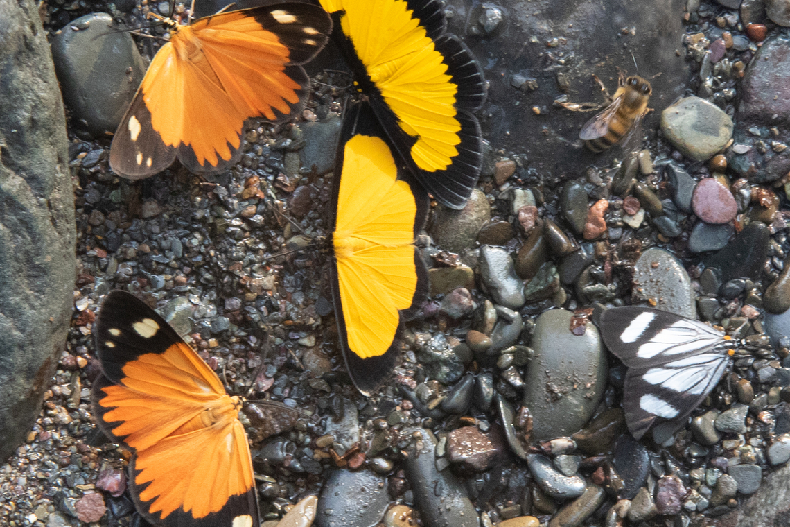 Smicropus ochra (Geometridae), along with Xanthyris flaveolata PNYC - Pampa Pescado, Pasco, Peru. Oct 26, 2020<br />
<br />
 Geotagged,National Moth Week 2022,Peru,Smicropus ochra,Spring,moth week 2022