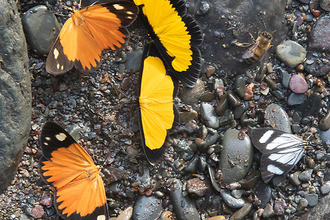 Smicropus ochra (Geometridae), along with Xanthyris flaveolata PNYC - Pampa Pescado, Pasco, Peru. Oct 26, 2020

 Geotagged,National Moth Week 2022,Peru,Smicropus ochra,Spring,moth week 2022