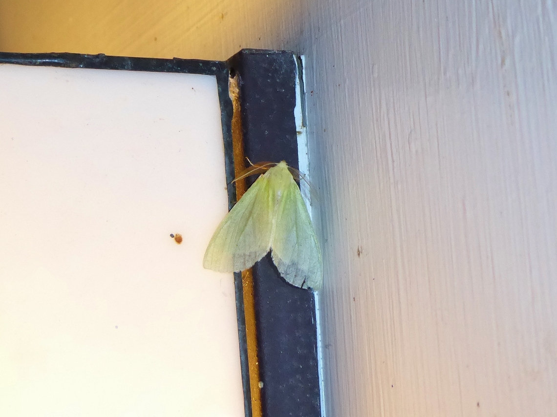 Doratoptera virescens (Geometridae) Nanzhuang, Taiwan. Apr 26, 2019 Doratoptera virescens,Geotagged,National Moth Week 2022,Spring,Taiwan,moth week 2022