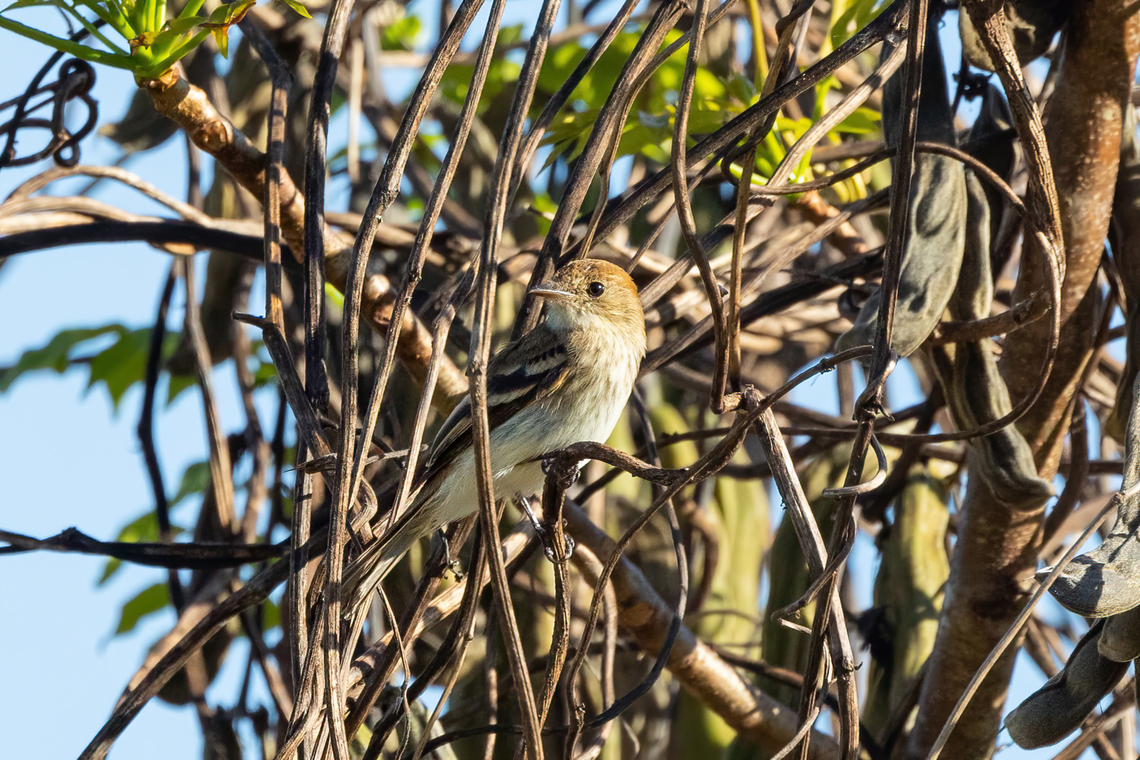 Bran-colored flycatcher (Myiophobus fasciatus) Estancia Bello Horizonte, Madre de Dios, Peru. Jun 15, 2022 Bran-colored flycatcher,Fall,Geotagged,Myiophobus fasciatus,Peru