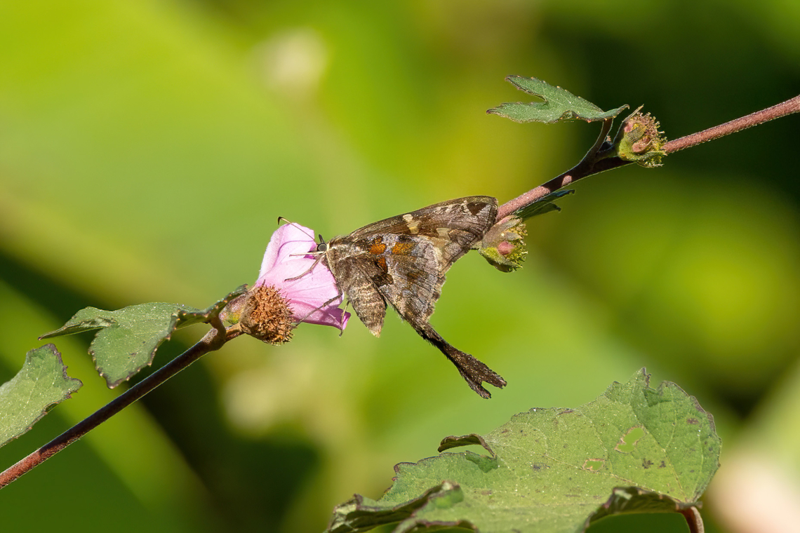 Blurry-striped Longtail (Chioides catillus) Estancia Bello Horizonte, Madre de Dios, Peru. Jun 15, 2022 Blurry-striped Longtail,Chioides catillus,Fall,Geotagged,Peru
