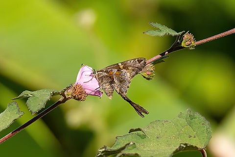 Blurry-striped Longtail (Chioides catillus) Estancia Bello Horizonte, Madre de Dios, Peru. Jun 15, 2022 Blurry-striped Longtail,Chioides catillus,Fall,Geotagged,Peru