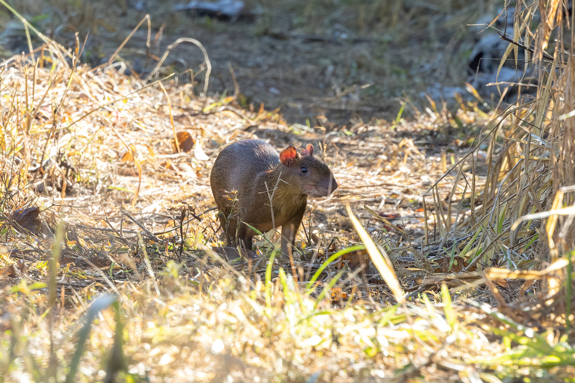 Brown Agouti (Dasyprocta variegata) Estancia Bello Horizonte, Madre de Dios, Peru. Jun 15, 2022 Brown Agouti,Dasyprocta variegata