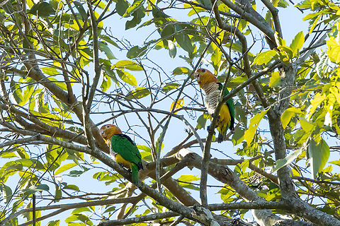 White-bellied parrots (Pionites leucogaster) Estancia Bello Horizonte, Madre de Dios, Peru. Jun 15, 2022 Fall,Geotagged,Peru,Pionites leucogaster,White-bellied parrot