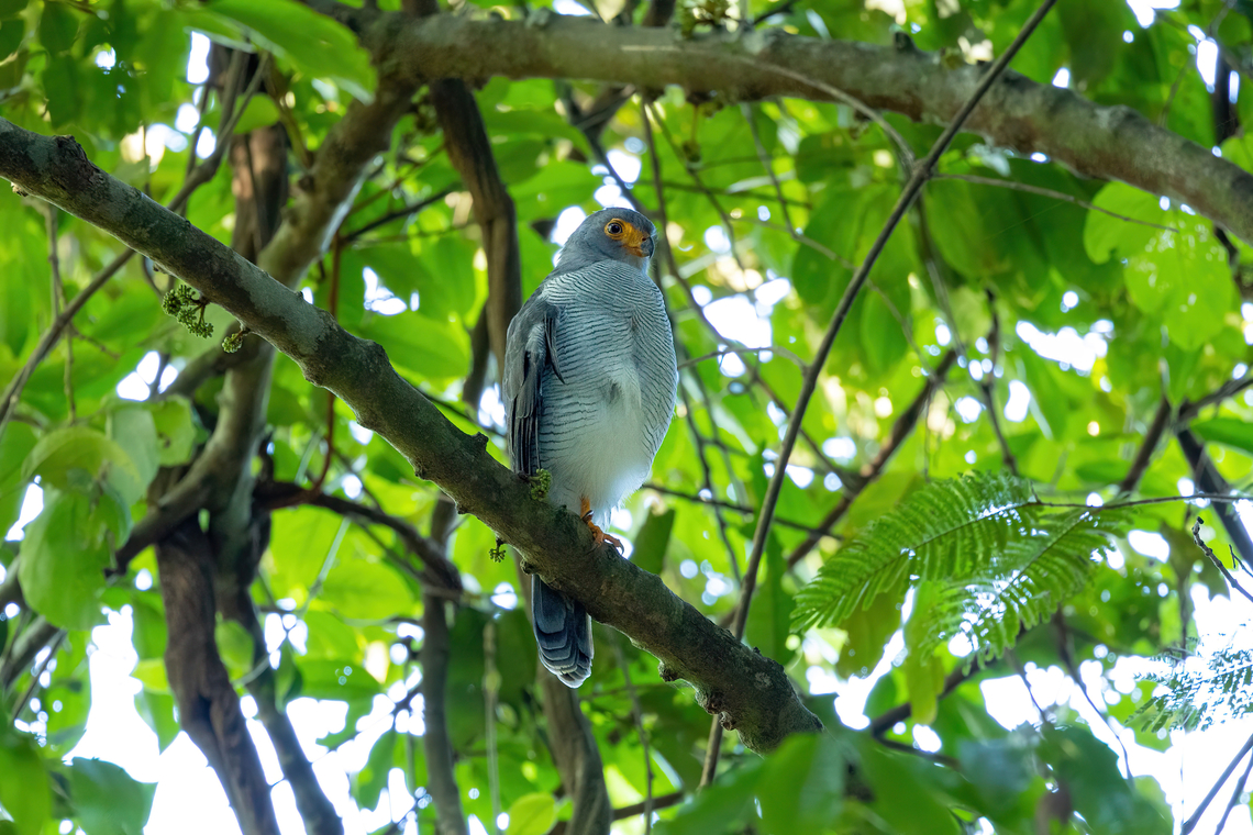 Barred forest falcon (Micrastur ruficollis) Estancia Bello Horizonte, Madre de Dios, Peru. Jun 15, 2022 Barred forest falcon,Fall,Geotagged,Micrastur ruficollis,Peru