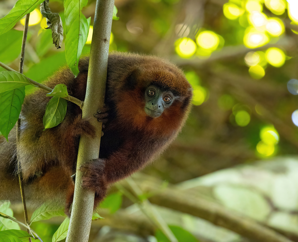 Toppin's titi (Plecturocebus toppini) Estancia Bello Horizonte, Madre de Dios, Peru. Jun 15, 2022 Fall,Geotagged,Peru,Plecturocebus toppini,Toppin's titi