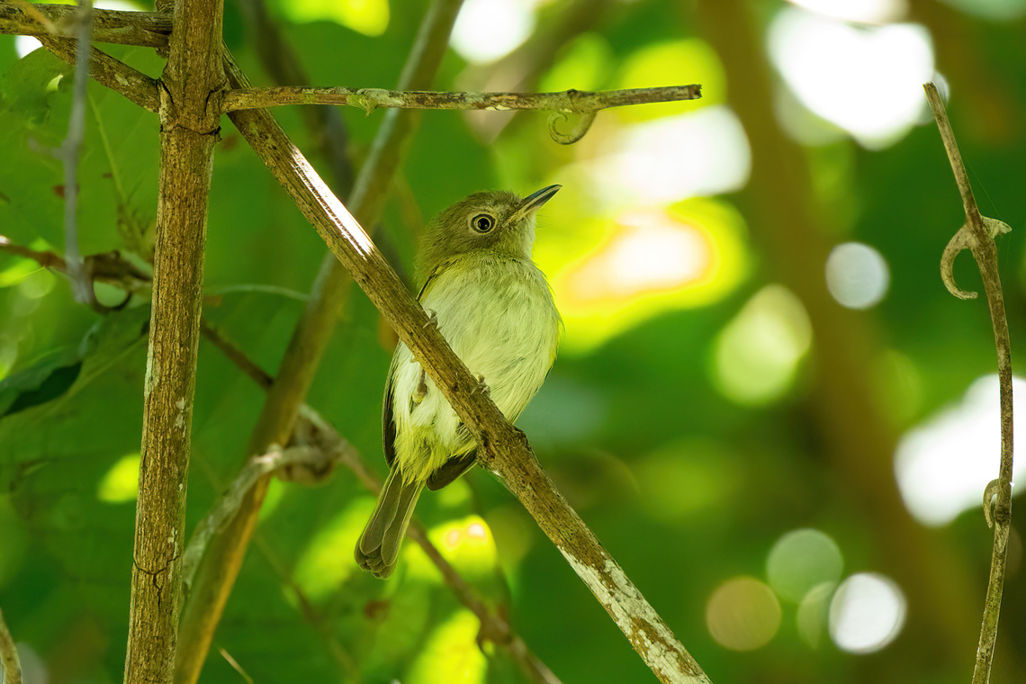 White-bellied tody-tyrant (Hemitriccus griseipectus) Estancia Bello Horizonte, Madre de Dios, Peru. Jun 15, 2022 Fall,Geotagged,Hemitriccus griseipectus,Peru,White-bellied tody-tyrant