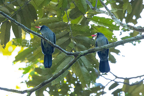 White-fronted nunbirds (Monasa morphoeus) Estancia Bello Horizonte, Madre de Dios, Peru. Jun 15, 2022 Fall,Geotagged,Monasa morphoeus,Peru,White-fronted nunbird