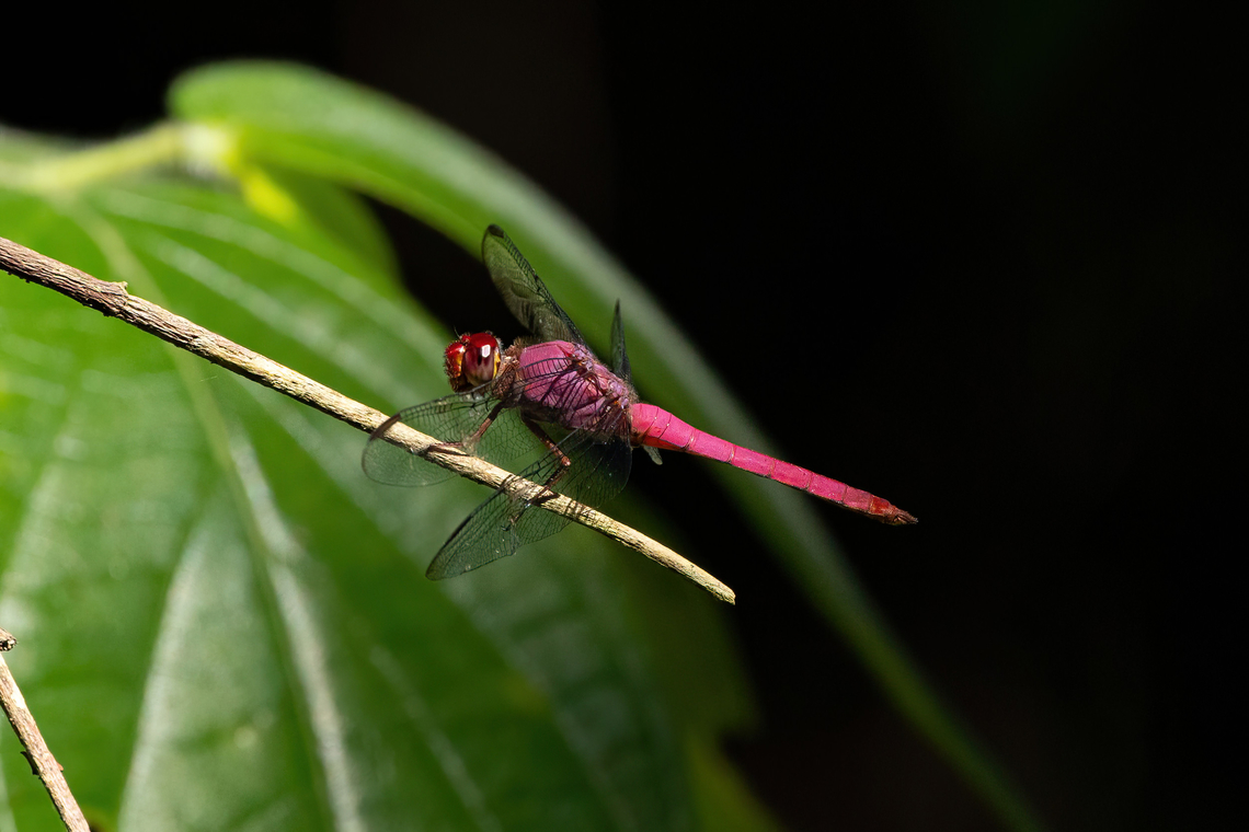Carmine Skimmer (Orthemis discolor) Estancia Bello Horizonte, Madre de Dios, Peru. Jun 15, 2022 Carmine Skimmer,Fall,Geotagged,Orthemis discolor,Peru