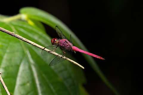 Carmine Skimmer (Orthemis discolor) Estancia Bello Horizonte, Madre de Dios, Peru. Jun 15, 2022 Carmine Skimmer,Fall,Geotagged,Orthemis discolor,Peru