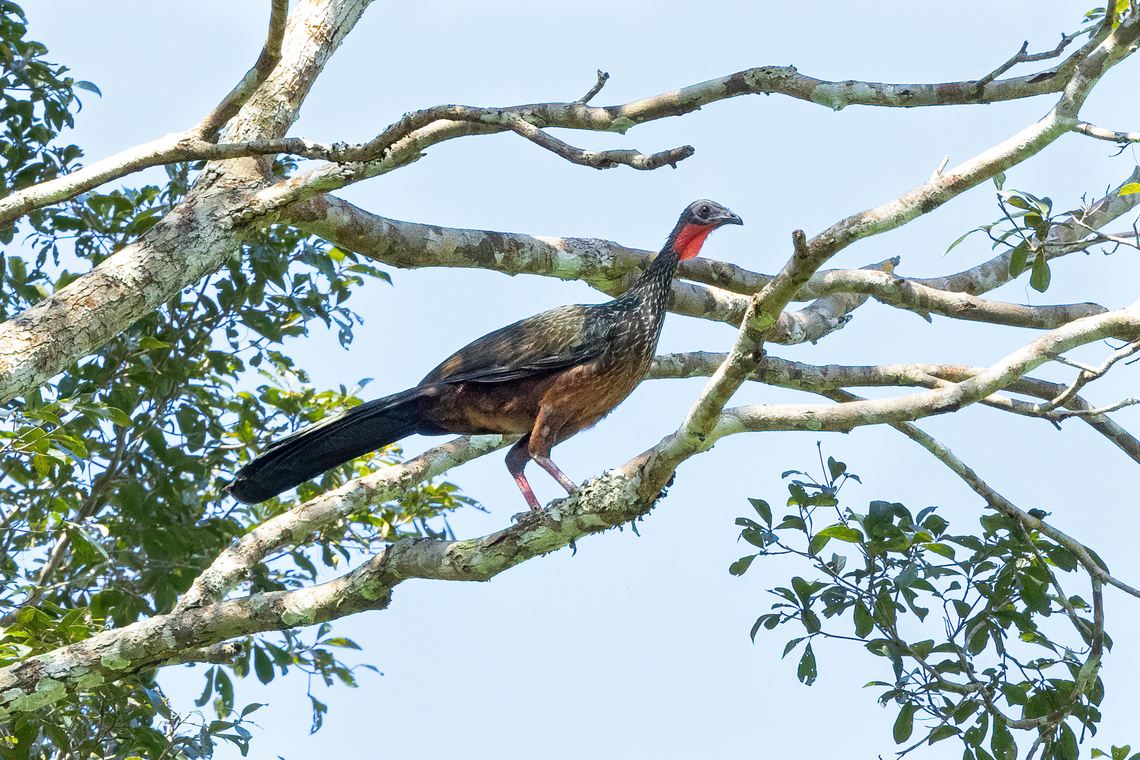 Spix's guan (Penelope jacquacu) Estancia Bello Horizonte, Madre de Dios, Peru. Jun 15, 2022 Fall,Geotagged,Penelope jacquacu,Peru,Spix's guan